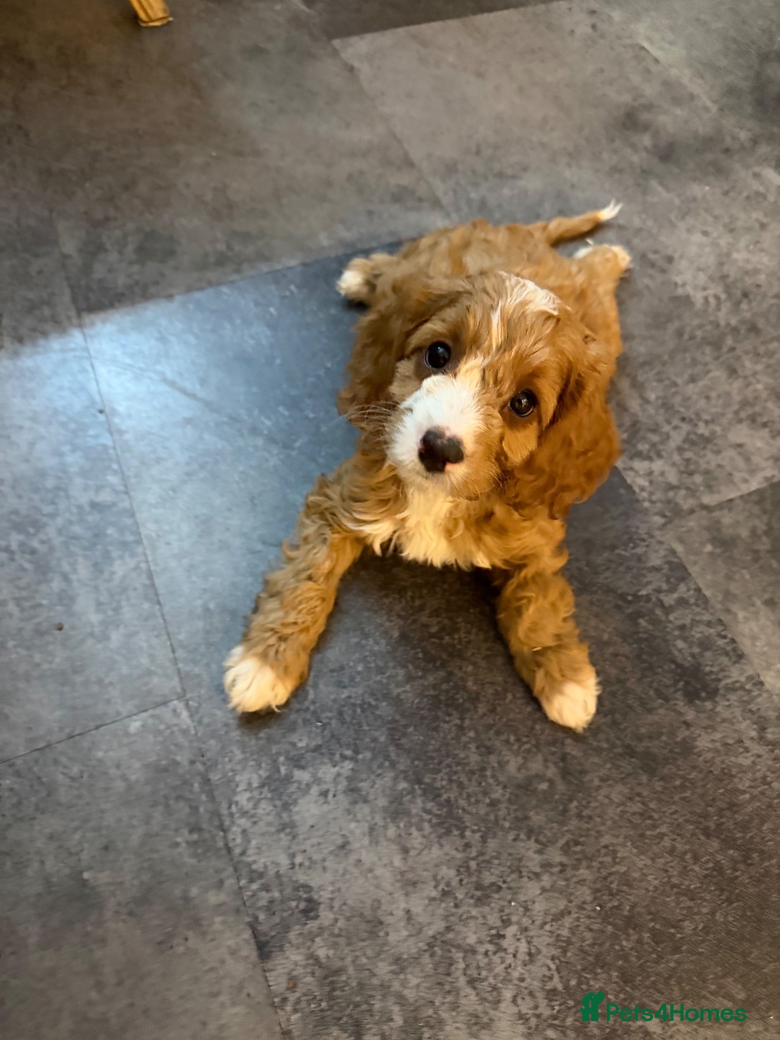 Mixed Breed dogs Cockerlierpoo male  - Advert 1