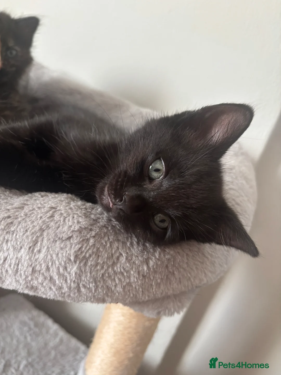 Mixed Breed cats for sale: Kittens ready to go - Advert 1