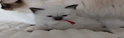 Ragdoll cats for sale: Beautiful Ragdoll Kittens  - Advert 19