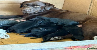 Labrador Retriever dogs - Advert 10
