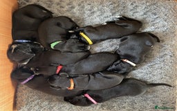 Mixed Breed dogs for sale: Dalmador Puppies for sale - Image 1