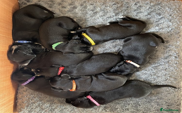 Mixed Breed dogs - Advert 1