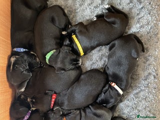 Mixed Breed dogs - Advert 1