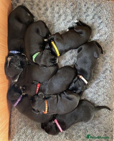 Mixed Breed dogs - Advert 1