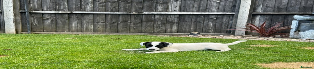 Patterjack Puppy 2