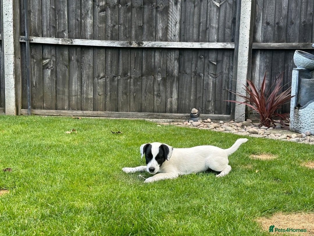 Patterjack dogs for sale:  🐾 Patterdale x Jack Russell Puppies 🐾 - Image 22
