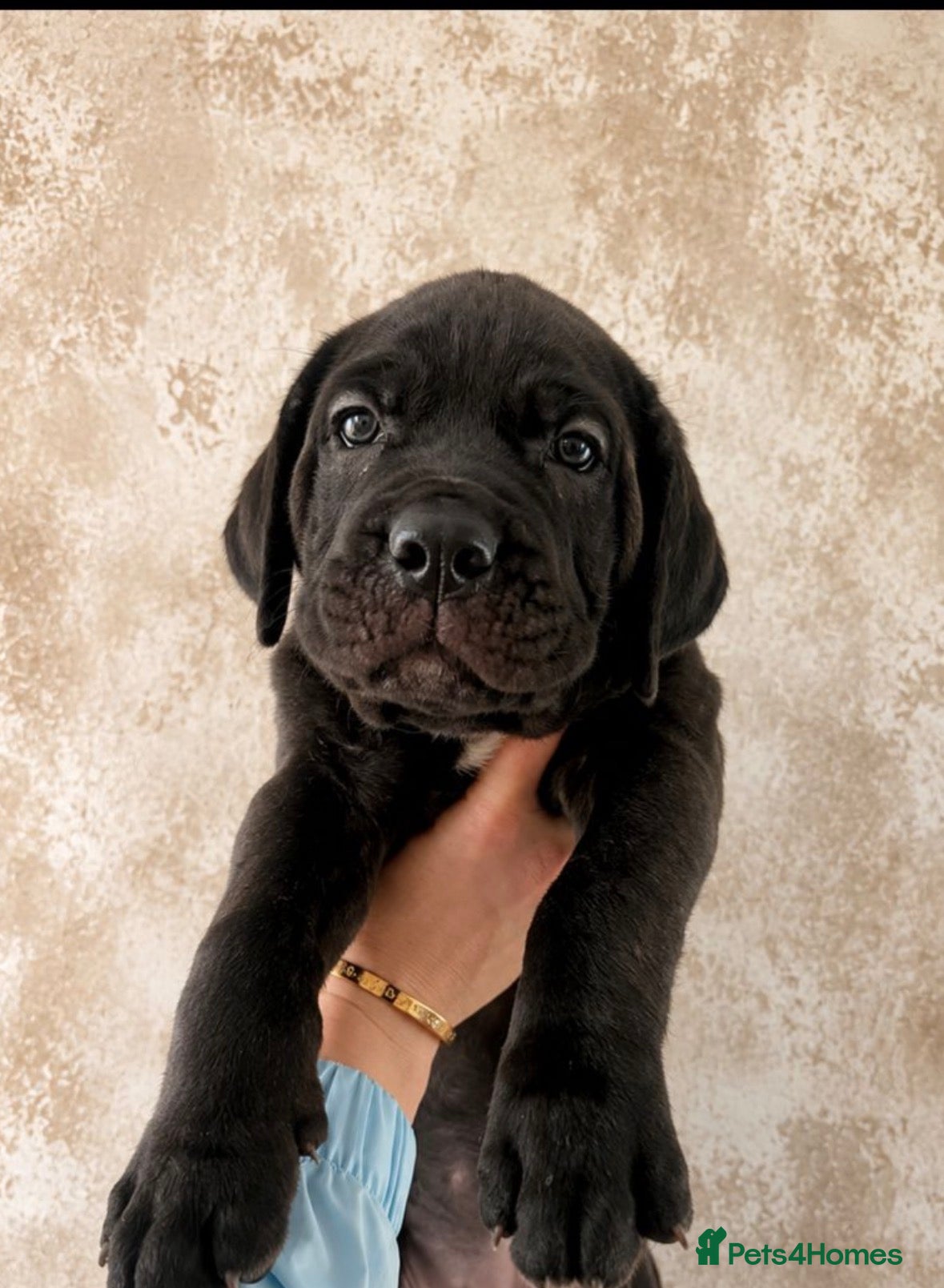 Cane Corso dogs Chucky cane corso puppy’s  - Advert 1