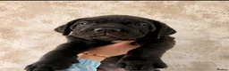 Cane Corso dogs for sale: Chucky cane corso puppy’s  in Gateshead - Advert 1