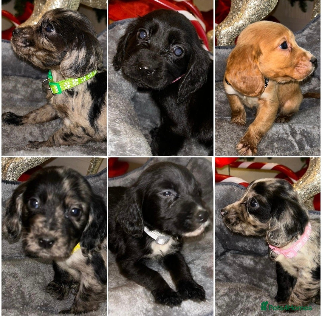 Cocker Spaniel dogs 6 beautiful cocker spaniel puppies  - Advert 2