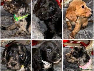 Cocker Spaniel dogs 6 beautiful cocker spaniel puppies - Advert 16