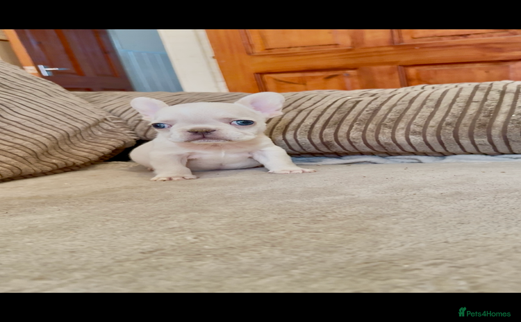 French Bulldog dogs - Advert 15