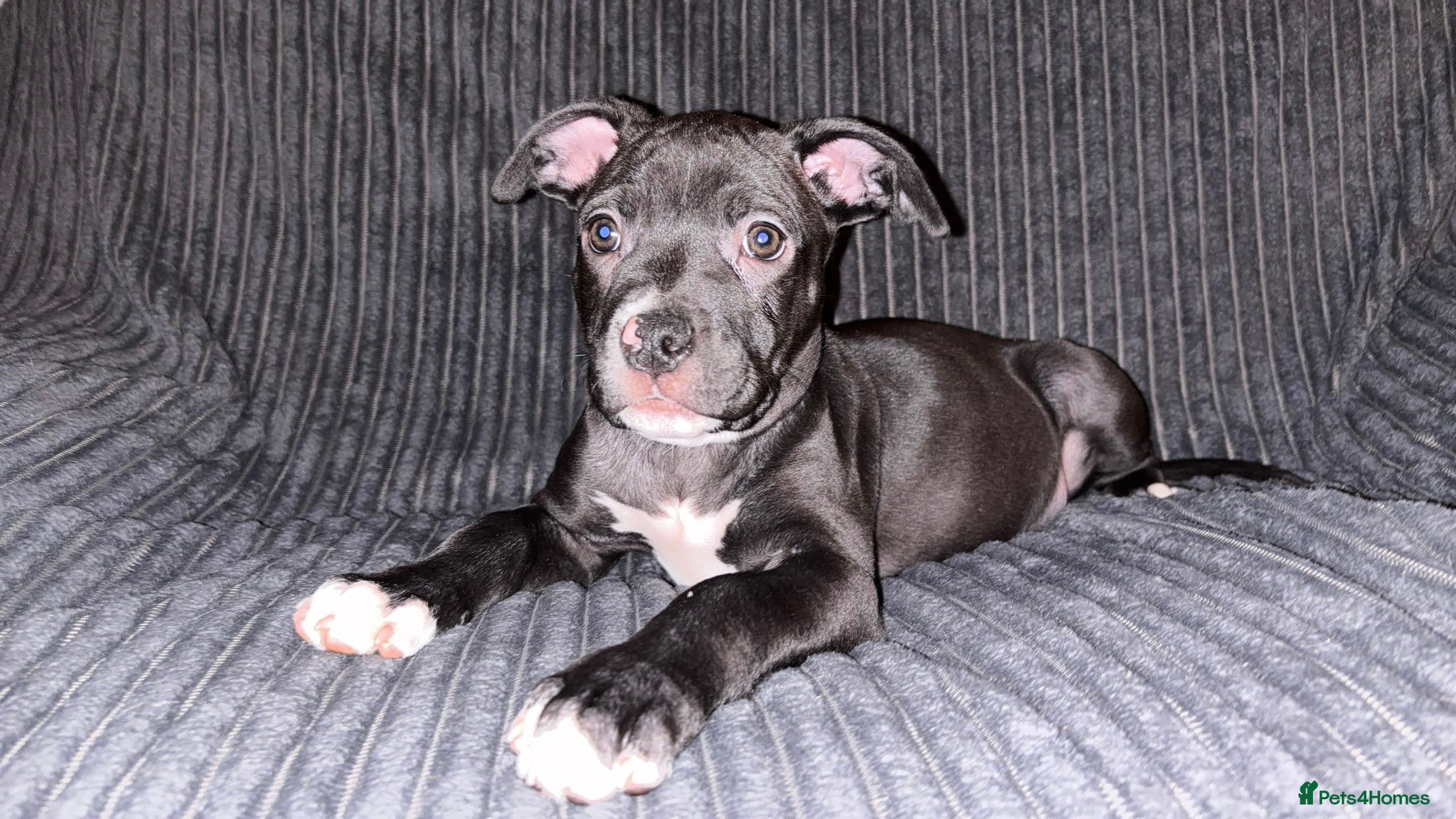 Mixed Breed dogs Staffy Cross puppy looking for forever home🏡 - Advert 13