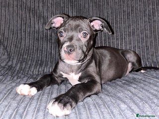 Mixed Breed dogs Staffy Cross puppy looking for forever home🏡 - Advert 13