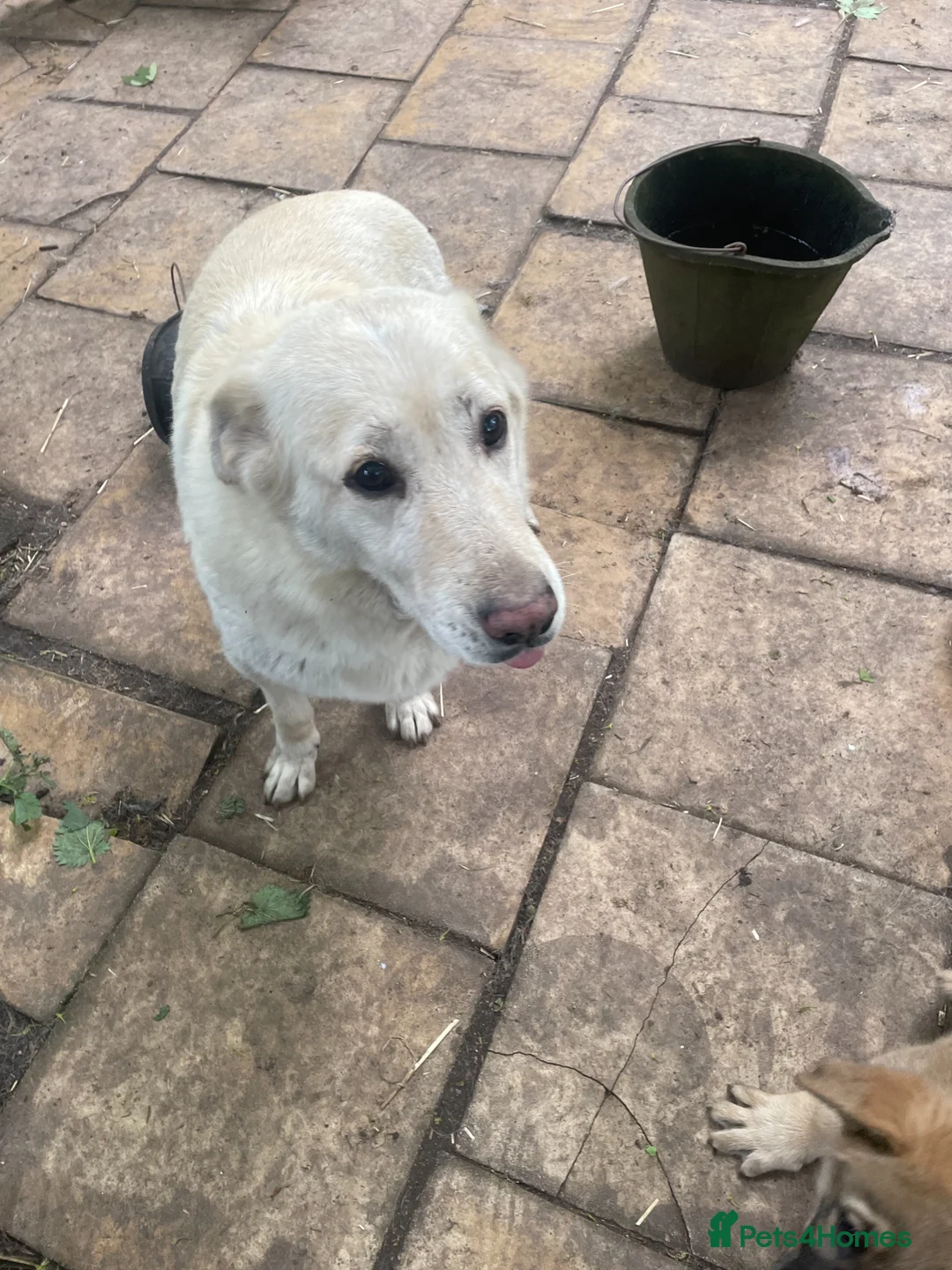 German Shepherd dogs for sale: GERMAN SHEPHERD PUPS - Advert 1
