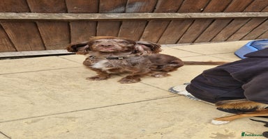 Cocker Spaniel dogs - Advert 6