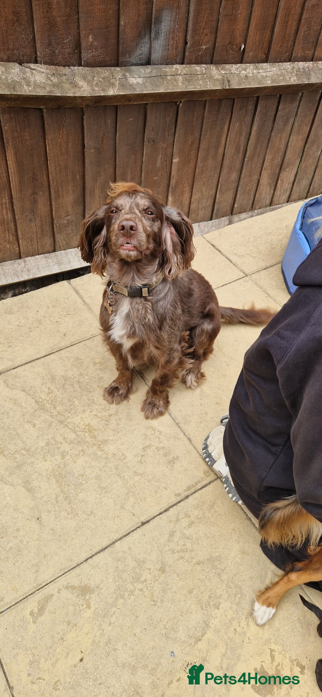 Cocker Spaniel dogs for sale: Cocker Spaniel puppies - Image 2