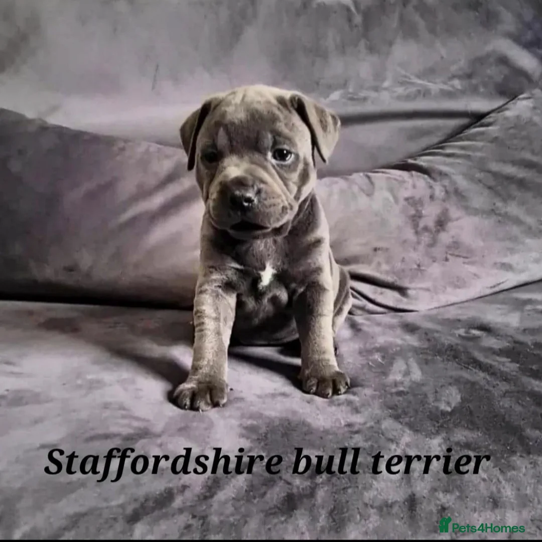 Staffordshire Bull Terrier dogs for stud: Best bloodlines in the UK Holds 20  CHAMPS PROVEN in Swansea - Advert 9