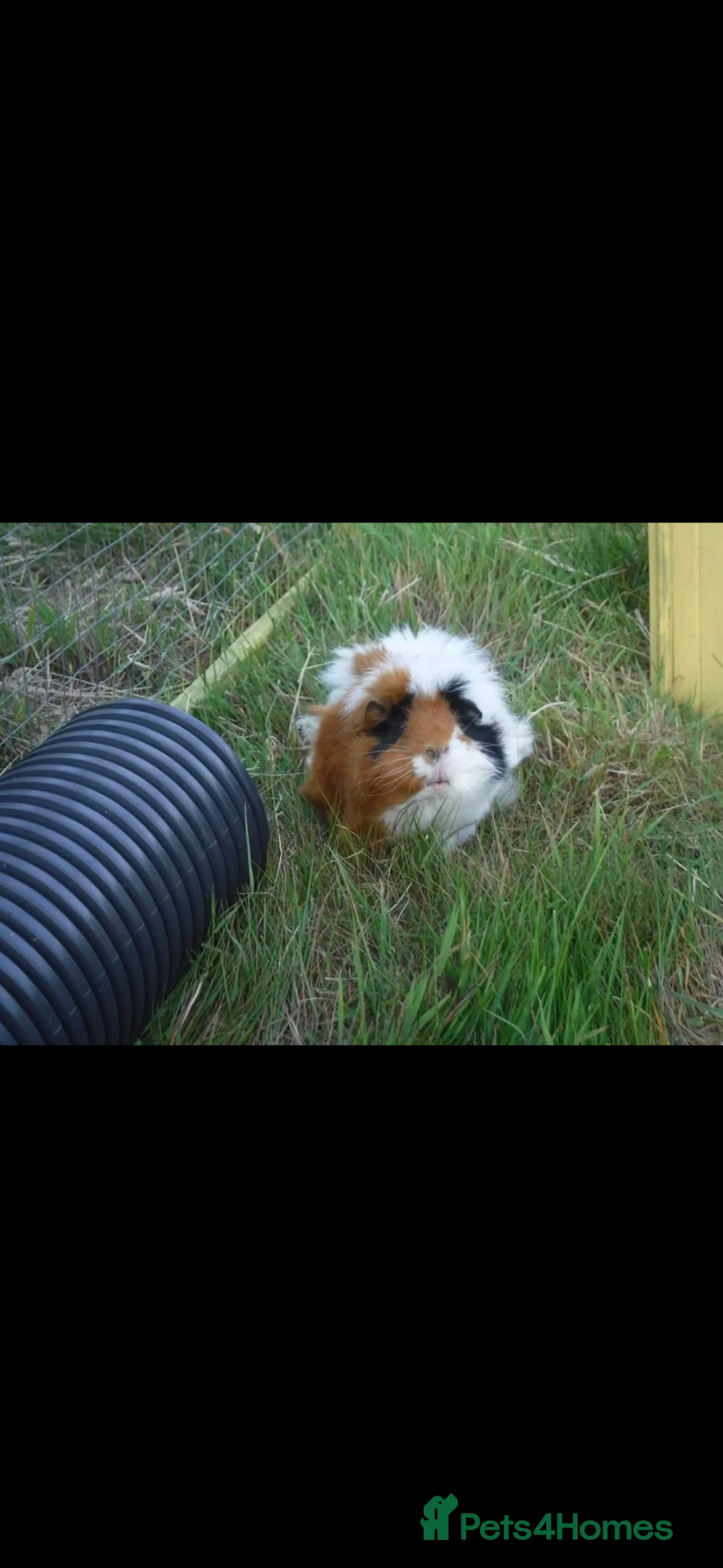 Guinea Pig rodents for sale: 2 male guinea pigs  in Virginia Water - Advert 2
