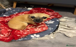 Chihuahua dogs for sale: Becky - Image 4