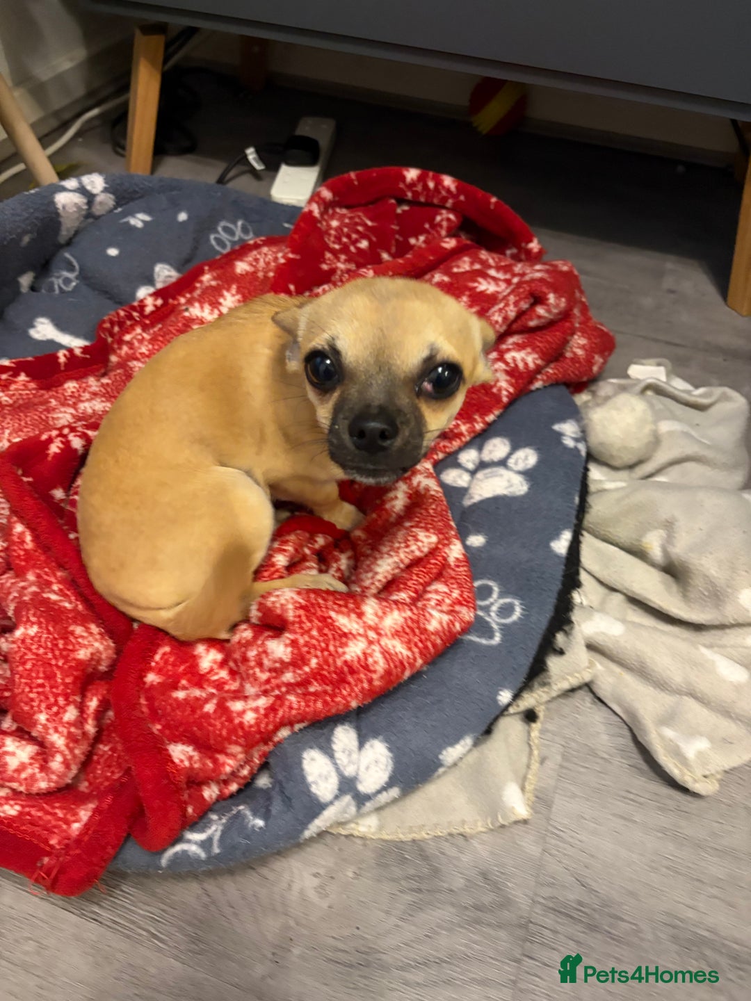Chihuahua dogs for sale: Becky - Image 4