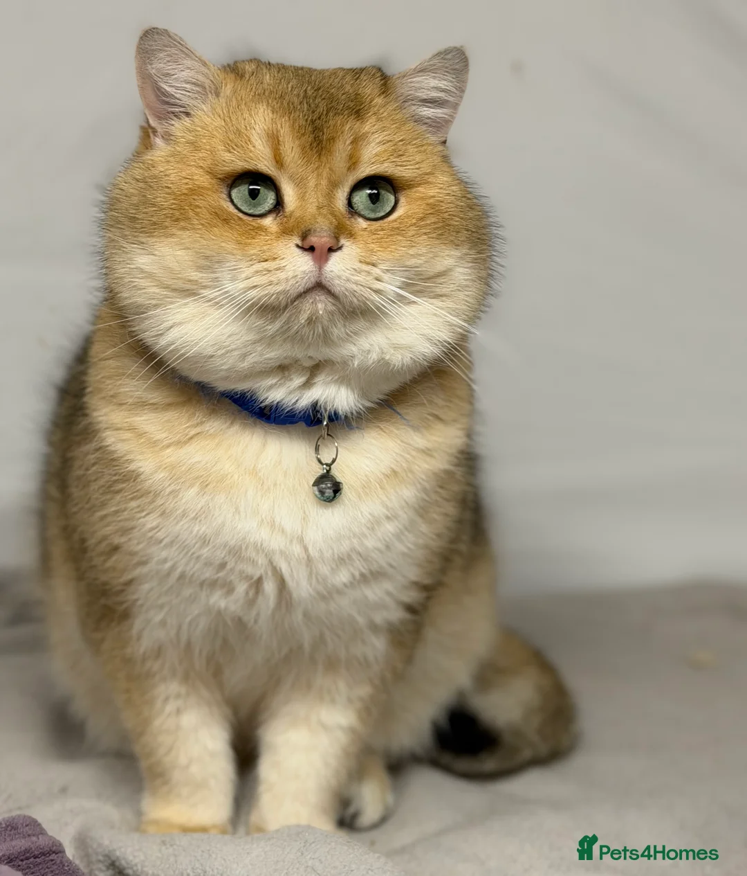 British Shorthair cats for stud: British shorthair Golden lovely stud boy GCCF - Advert 7