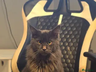 Maine Coon cats Ready to leave beautiful maine coon kittens - Advert 1