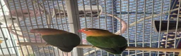 Lovebirds birds for sale: Peach face love birds  - Advert 1