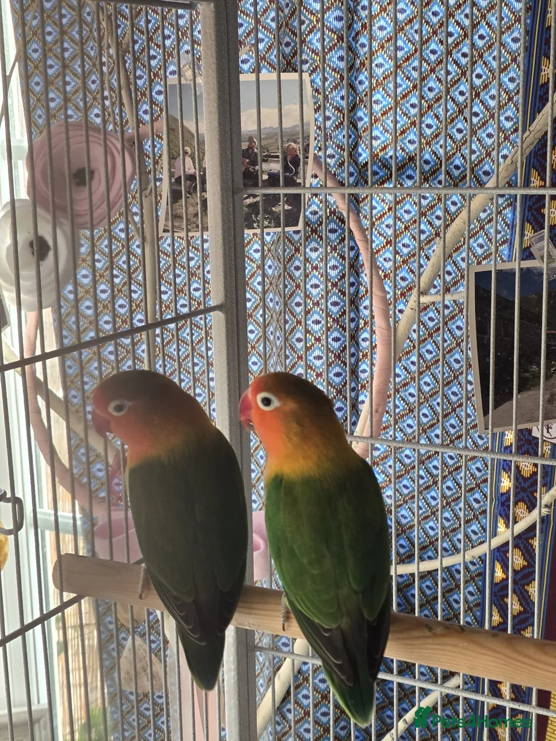 Lovebirds birds for sale: Peach face love birds  - Advert 1