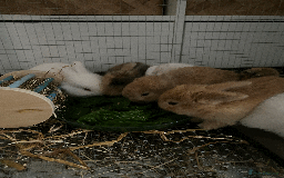 Harlequin rabbits for sale: Harlequin Babies - Image 8