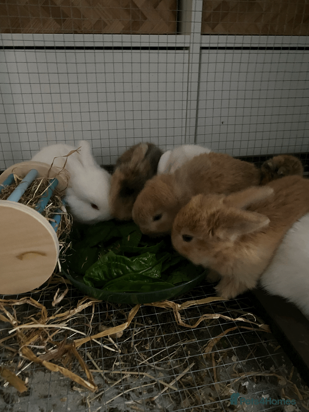 Harlequin rabbits for sale: Harlequin Babies - Image 8