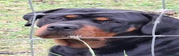 Rottweiler dogs for sale: Forever home  in Plymouth - Advert 1