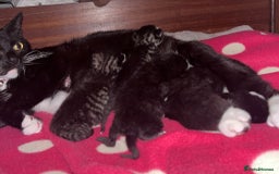 British Shorthair cats for sale: Beautiful boys looking for homes - Image 11