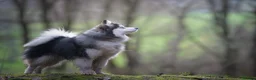 Pomsky dogs for stud: F3 Stud silver/white, 6.8kg, ready soon - Advert 7