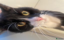 Domestic Shorthair cats for sale: Salvy/salvaltore - Image 1