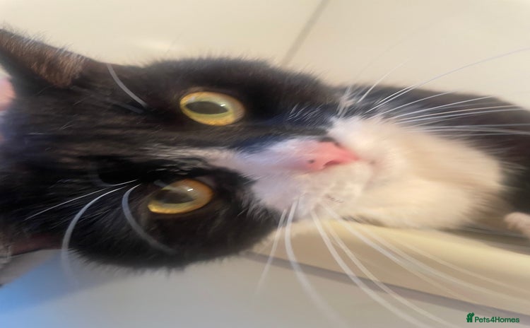 Domestic Shorthair cats - Advert 2