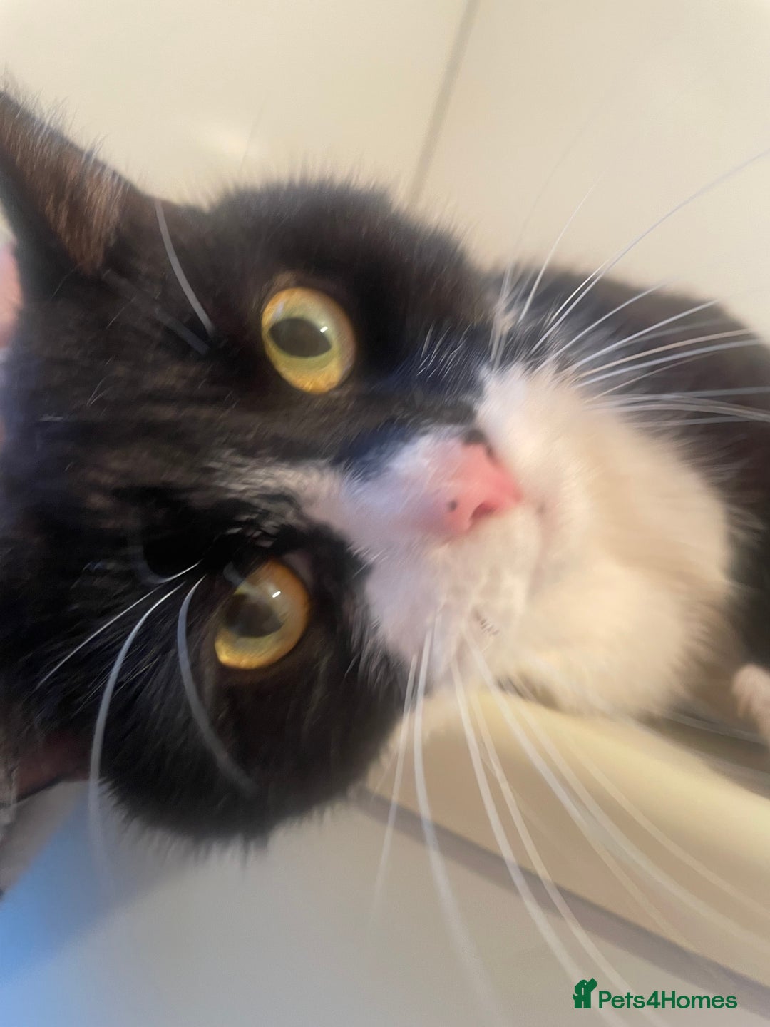 Domestic Shorthair cats for sale: Salvy/salvaltore - Image 1