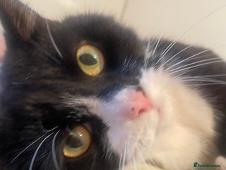 Domestic Shorthair cats - Advert 8