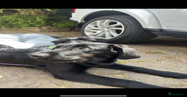 Mixed Breed dogs - Advert 11