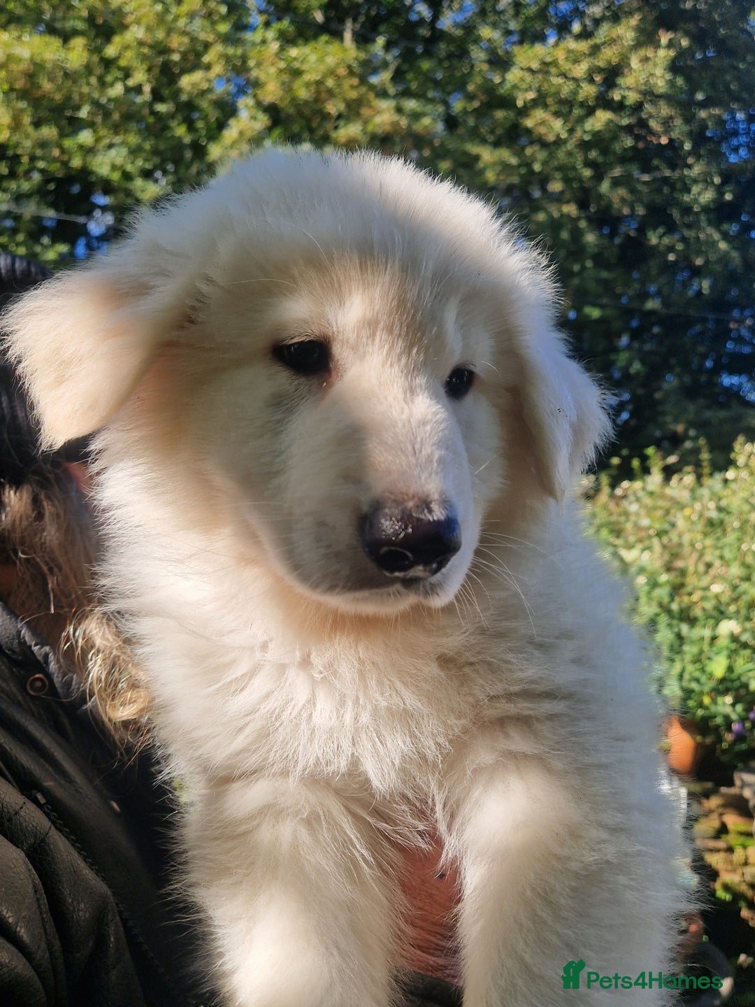 German Shepherd dogs for sale: Gorgeous long coated German Shepherd puppies - Image 2