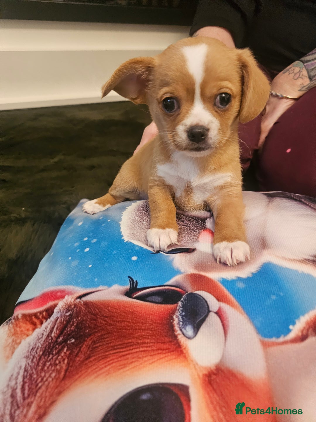 Mixed Breed dogs for sale: Chilliers pup girl - Image 1