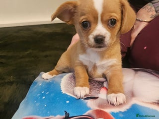 Mixed Breed dogs for sale - Advert 1