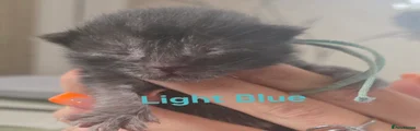 Mixed Breed 3