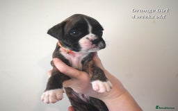 Boxer dogs for sale: 9 Beautiful Boxer Pups - Available from 22/12/2025 - Advert 11