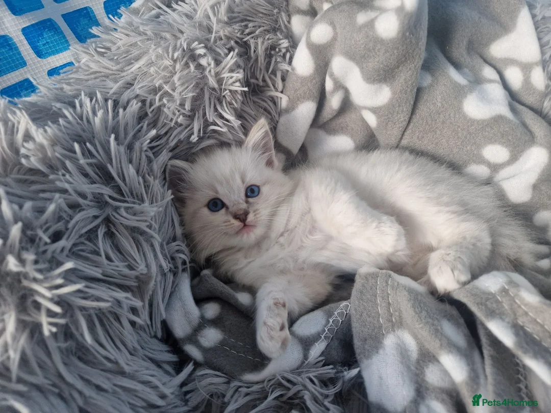 Ragdoll cats for sale: Ragdoll kittens - Advert 1