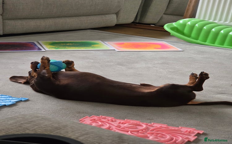 Miniature Dachshund dogs - Advert 2