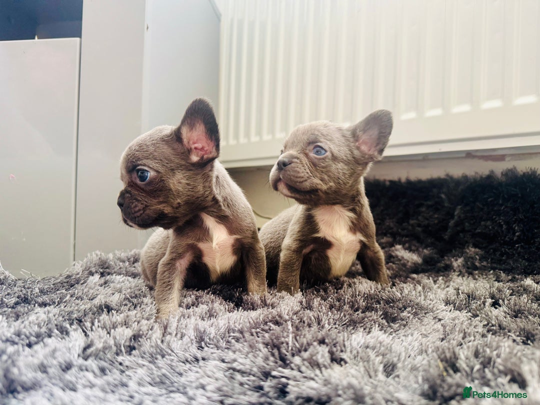 French Bulldog dogs for sale: French bulldogs - Image 23