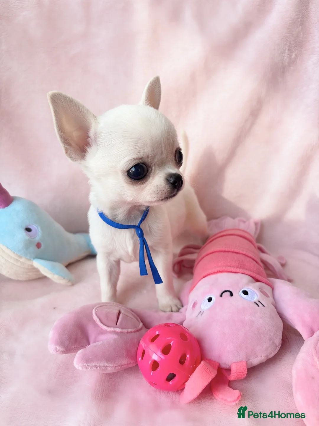 Chihuahua dogs for sale: Beautiful chihuahuas from champion lineage  - Advert 2