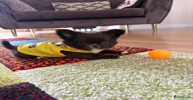 Chihuahua dogs - Advert 8