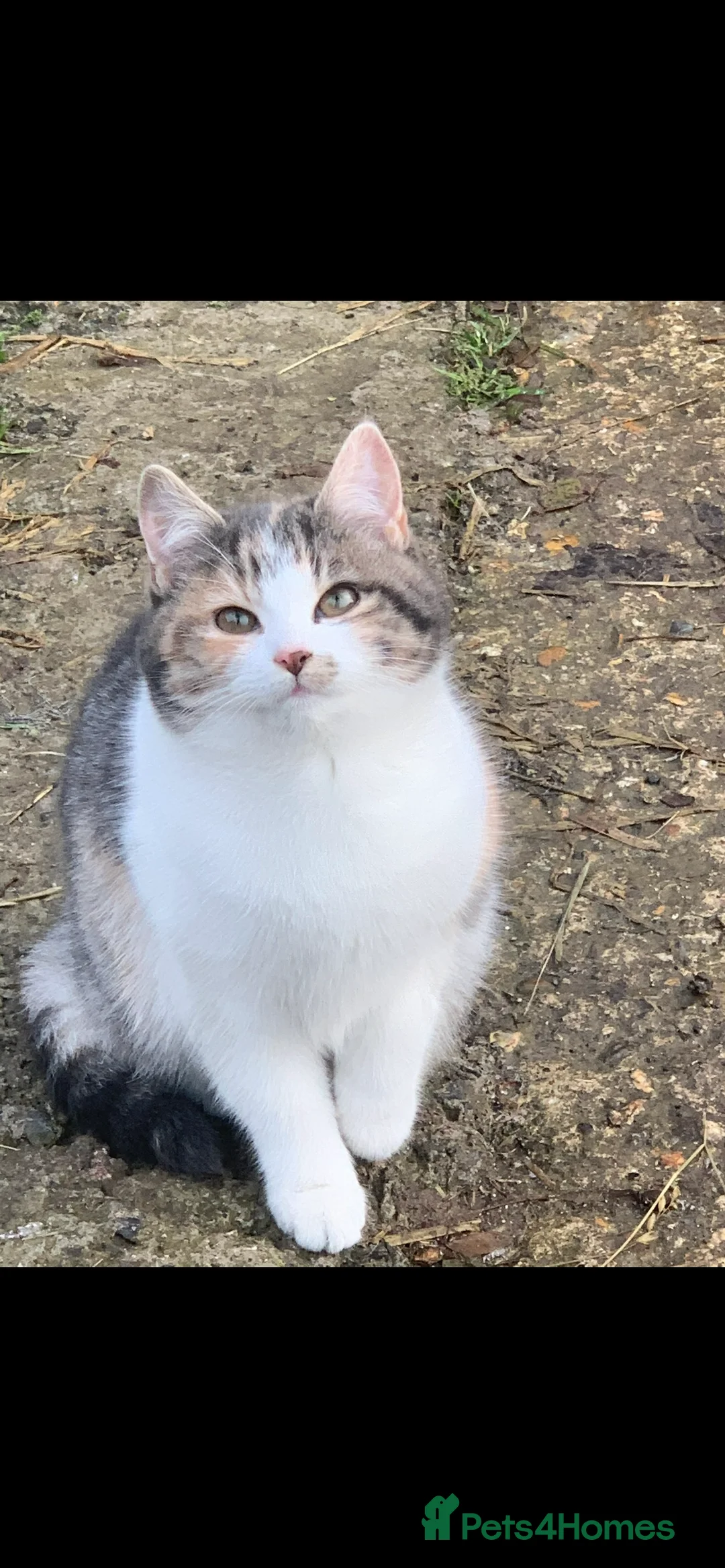 Mixed Breed cats for sale: One beautiful longhaired female kitten in Fordingbridge - Advert 2