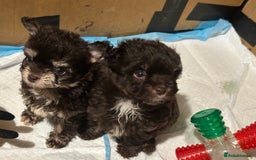 Chipoo dogs for sale: 6 Stunning Chipoo/Chihuahuas - Advert 5